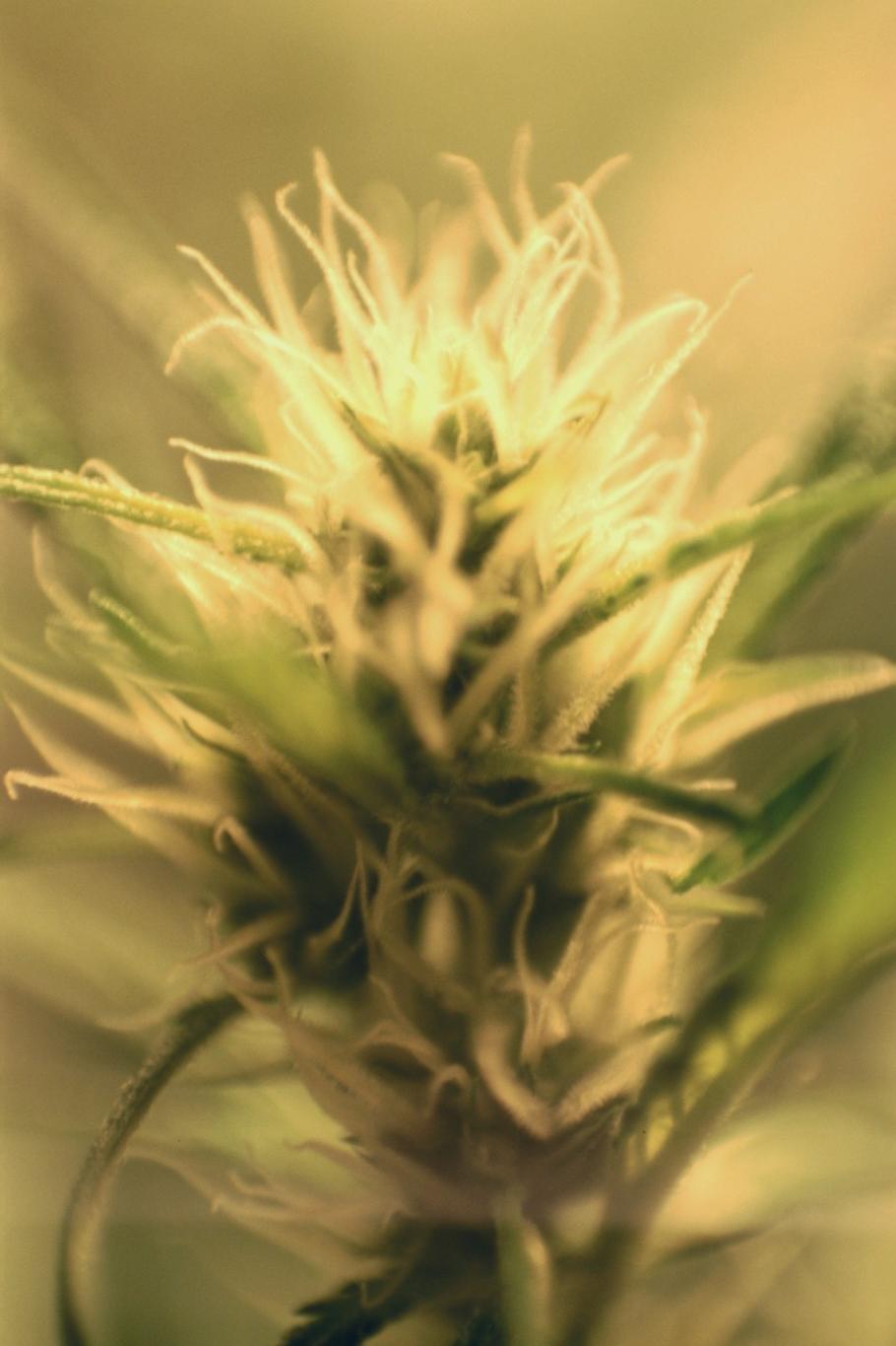Northern Lights flower photograph