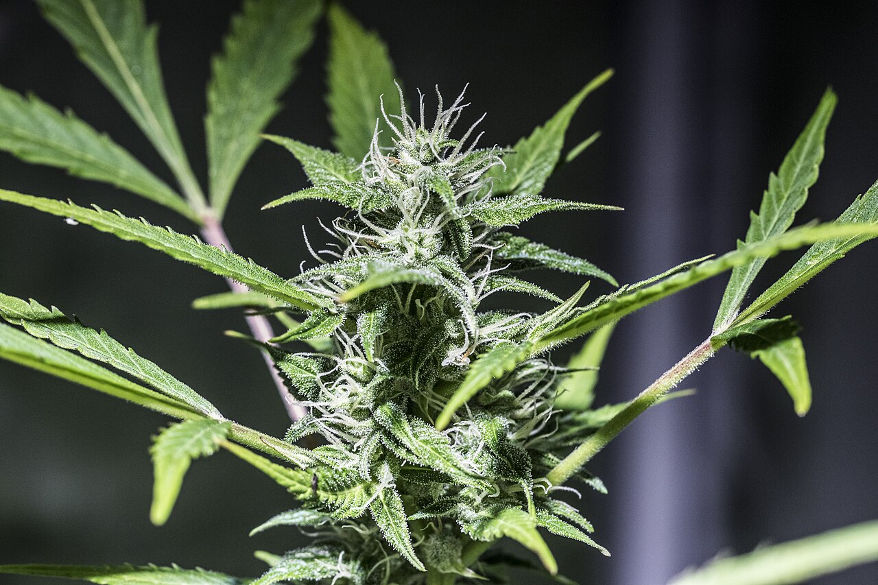 Early Skunk flower photograph