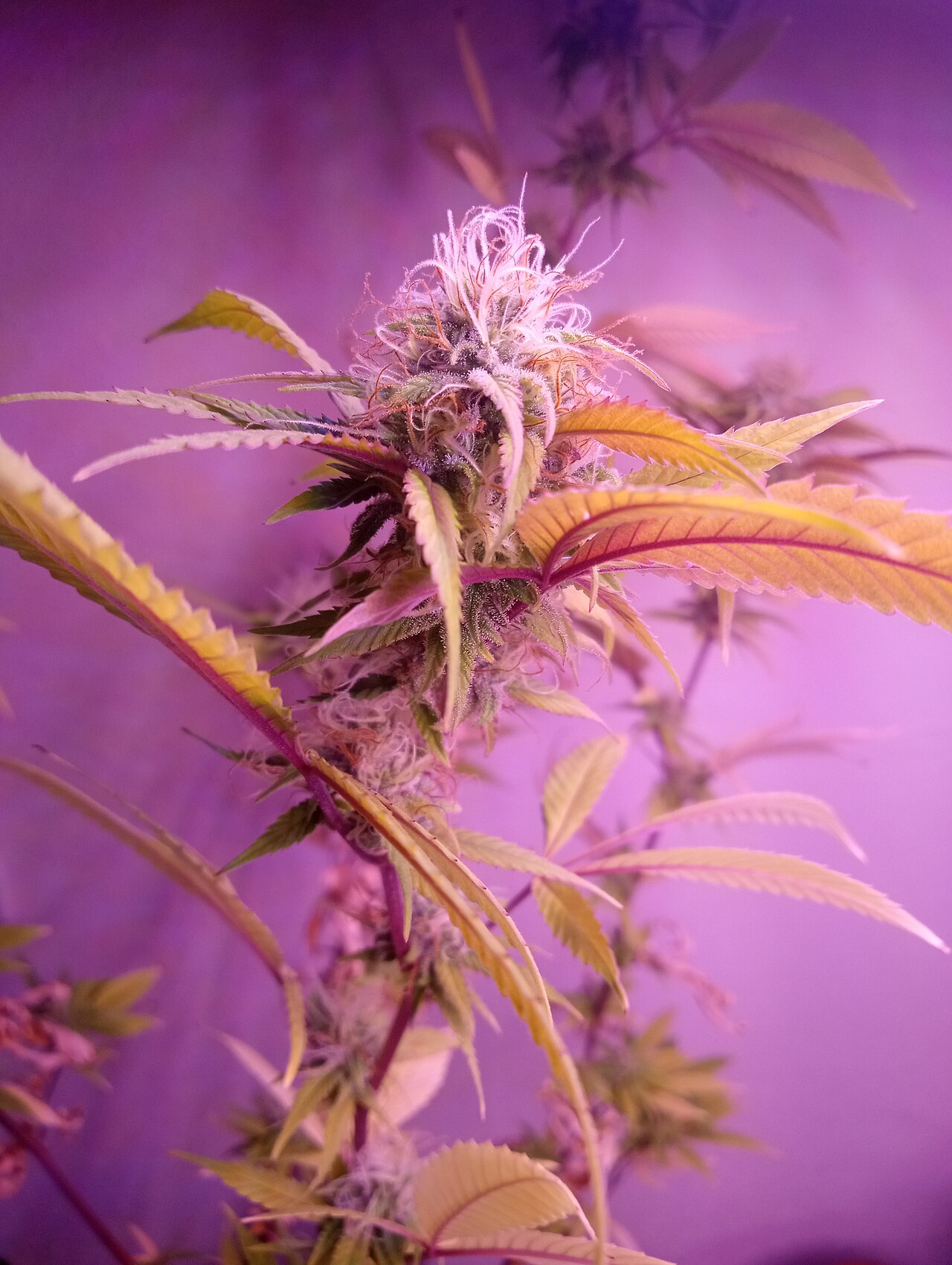 Acapulco Gold flower photograph