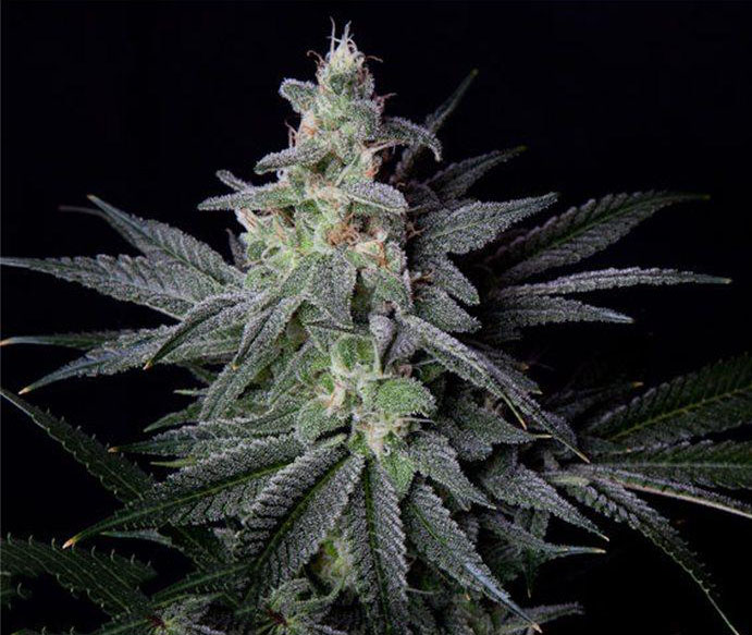Jack Herer flower photograph