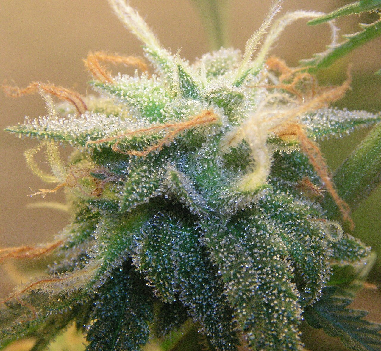 Super Silver Haze flower photograph