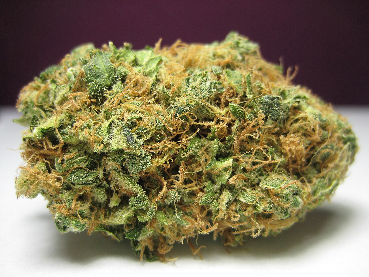 Mango Dream flower photograph