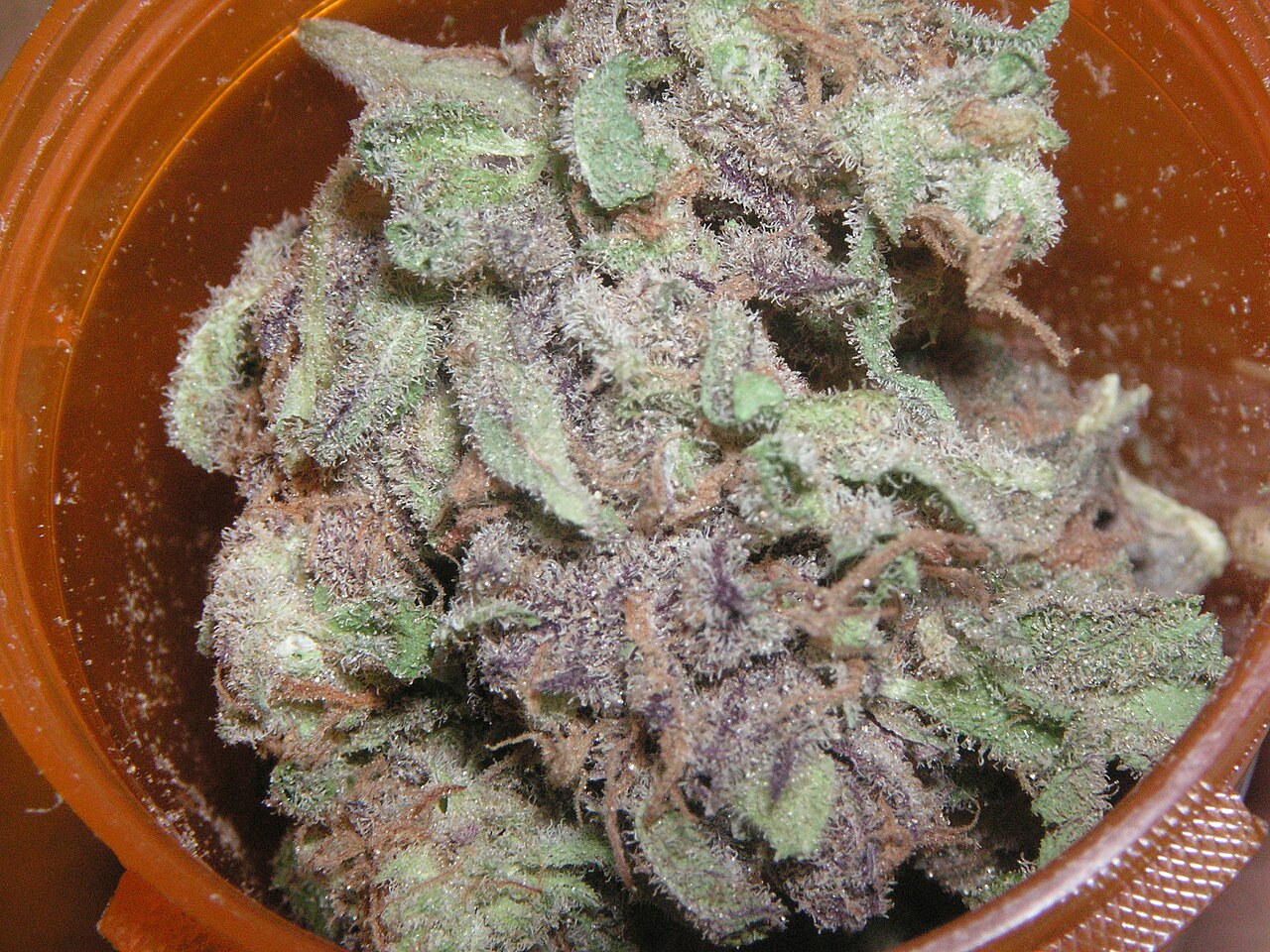 Purple Goo flower photograph