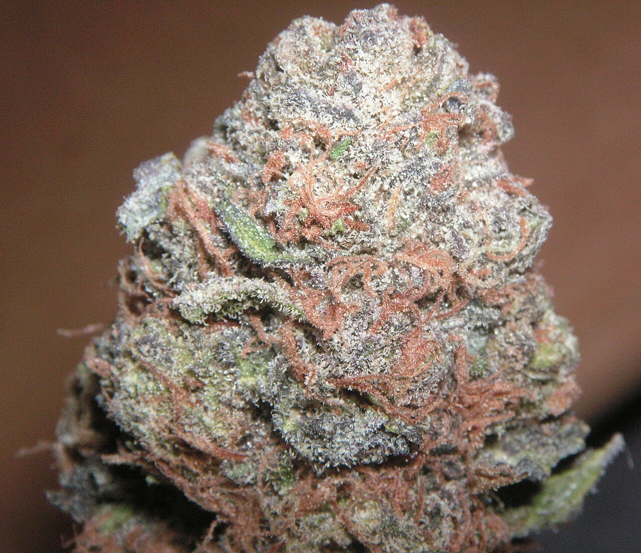 Purple Kush flower photograph