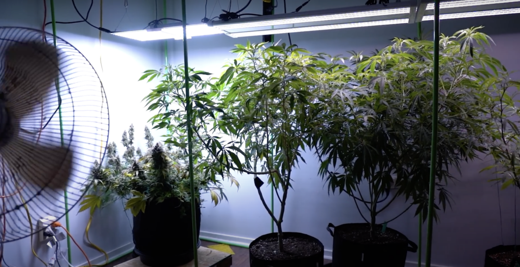 Cannabis Sativa Flower
