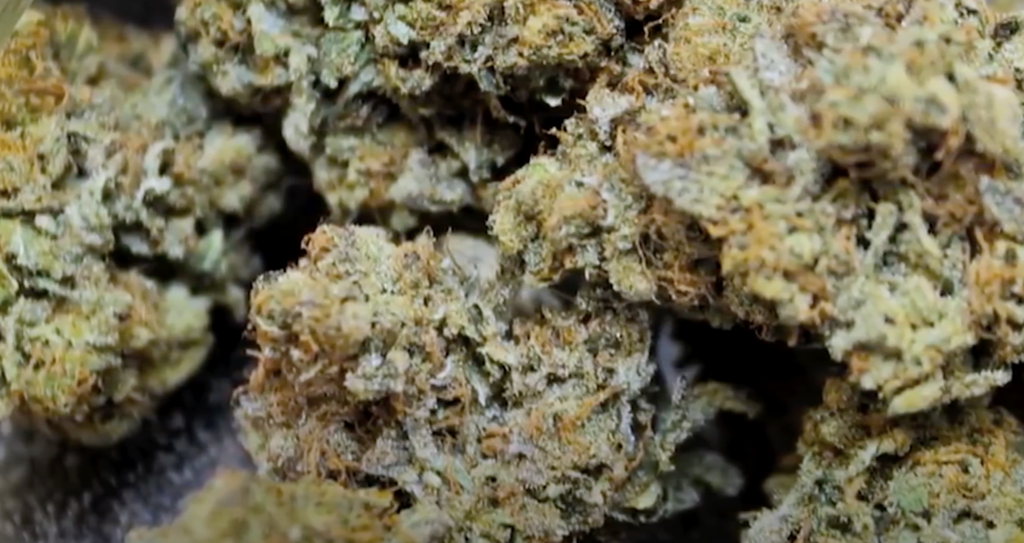 Best Hybrid Weed